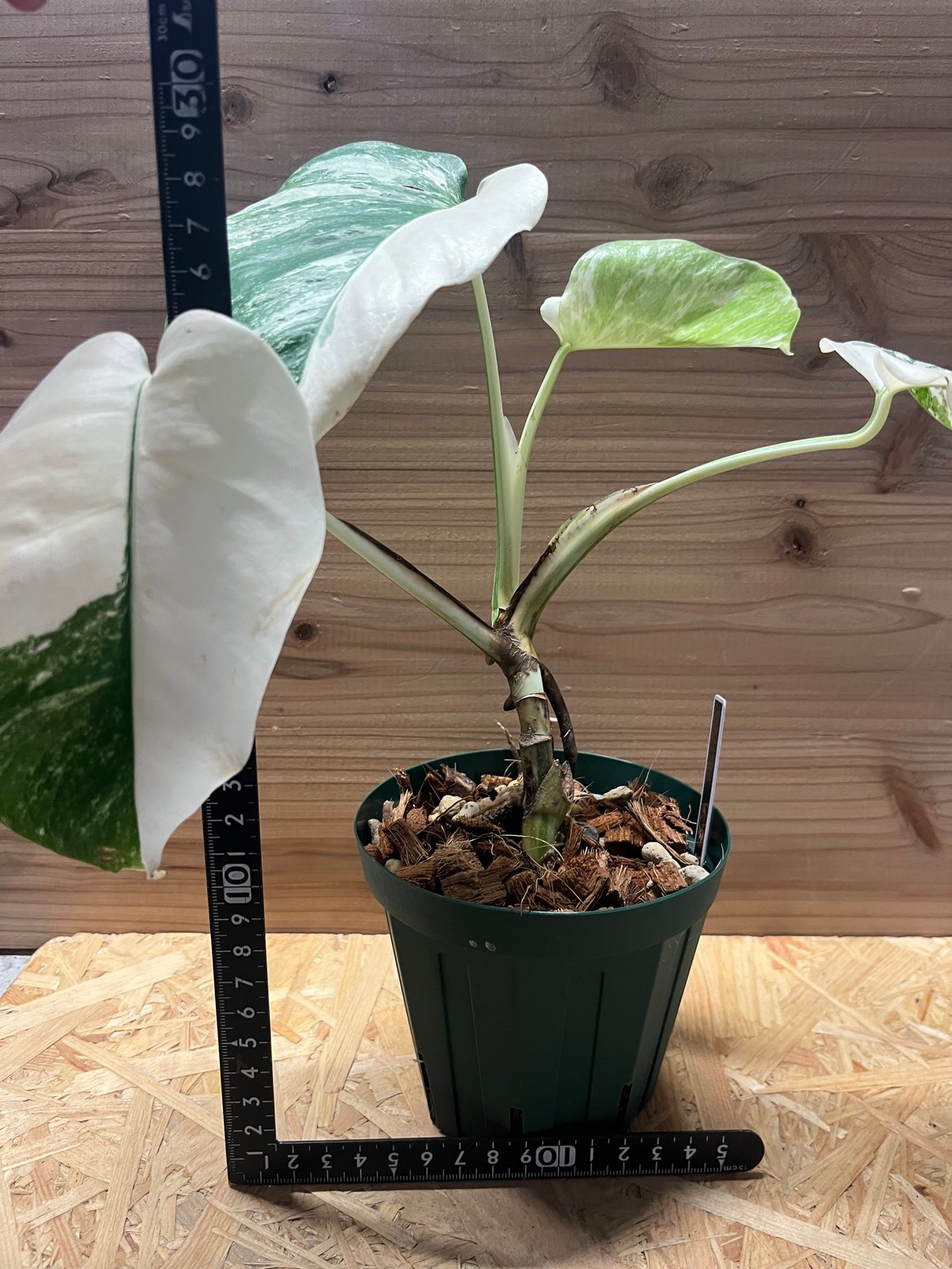 極斑入り モンステラ ボルシギアナ バリエガータ | GREEN LUCK