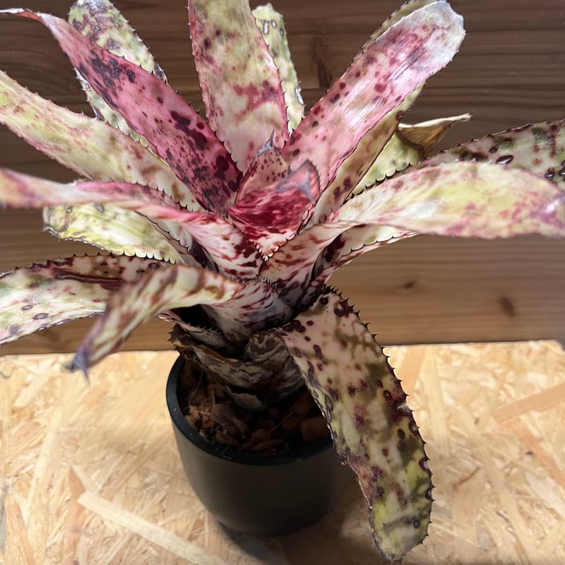 エクメア オーランディアナ スノーフレーク | GREEN LUCK