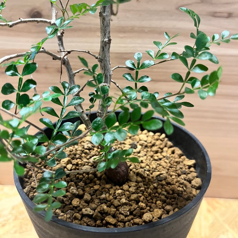 オペルクリカリア デカリー | GREEN LUCK