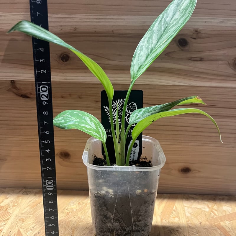 アグラオネマ ニティドゥム カーティシー | GREEN LUCK