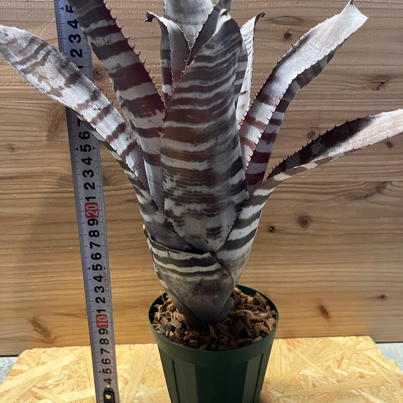 【超大型・美株】　エクメアチャンティニー ブラックアイス③ エクメア チャンティニー ブラックアイス 3 Aechmea chantinii CV. Bl