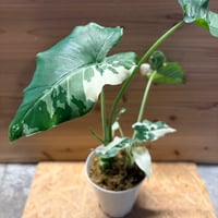 ビルベルギア メリーモナーク | GREEN LUCK