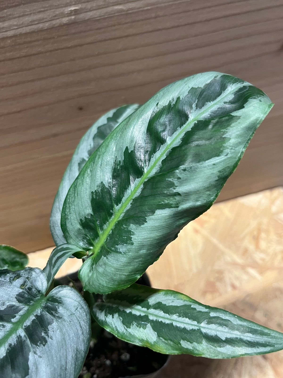 スキスマトグロッティス ハイナエンシス | GREEN LUCK