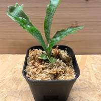 アンスリウム カリブレイリー（クラビゲナム） | GREEN LUCK