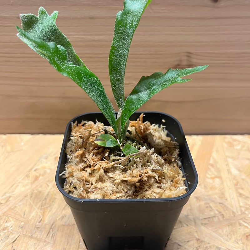 【ゆうき様】5品種から3品種選べるセット/ビカクシダ ゆうき様】5品種から3品種選べるセット/ビカクシダ ゆうき様】5