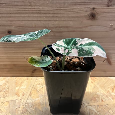 アロカシア | STORES