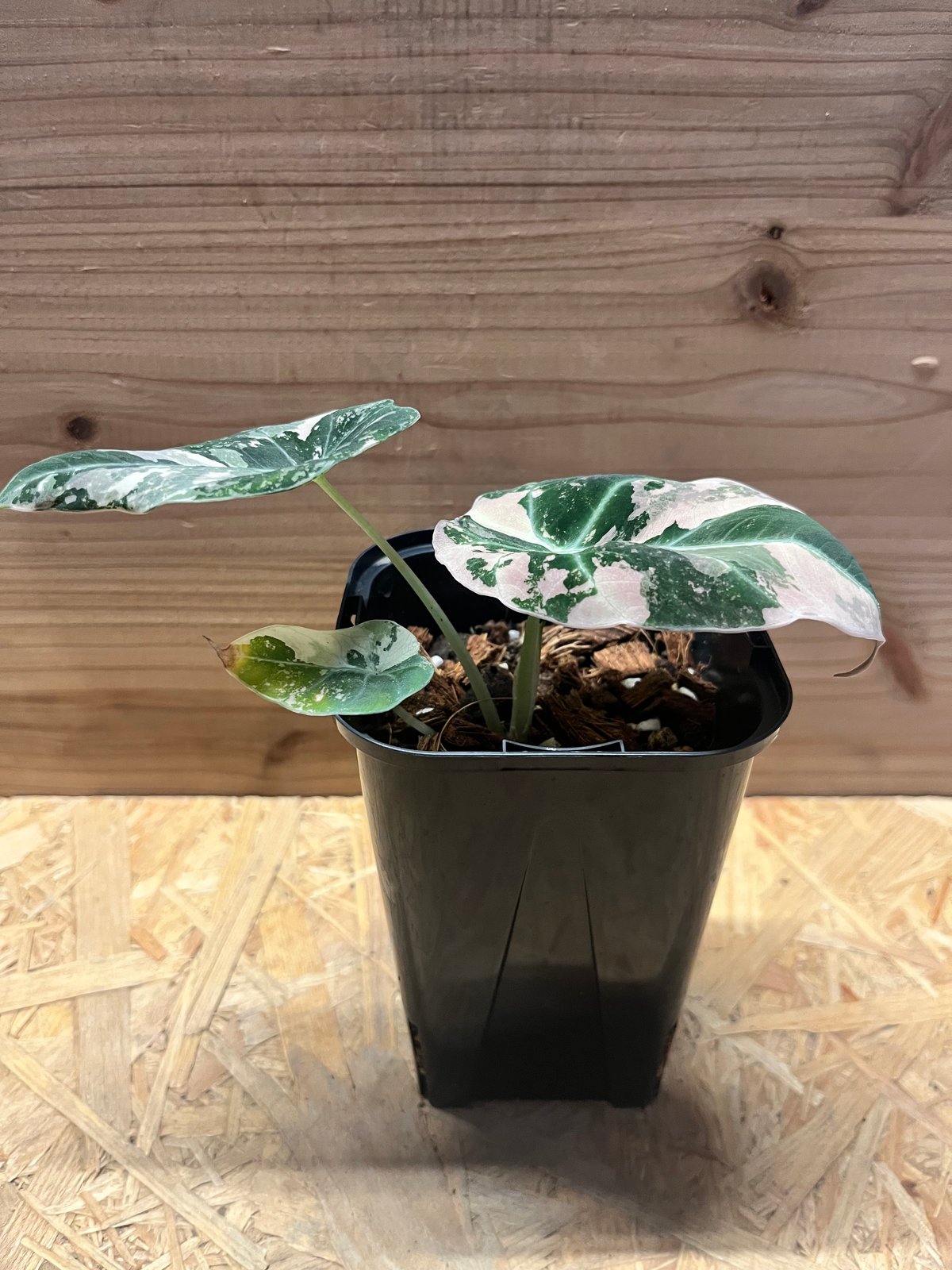 アロカシア ブラックベルベット ピンクバリエガータ | GREEN LUCK