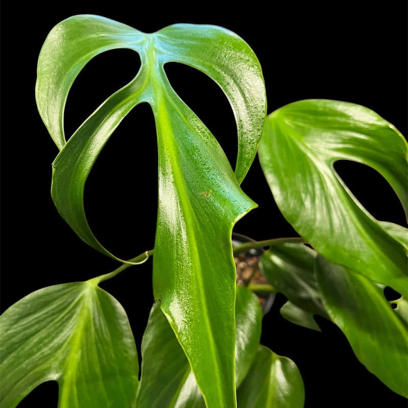 モンステラ バールマルクスフレーム | GREEN LUCK