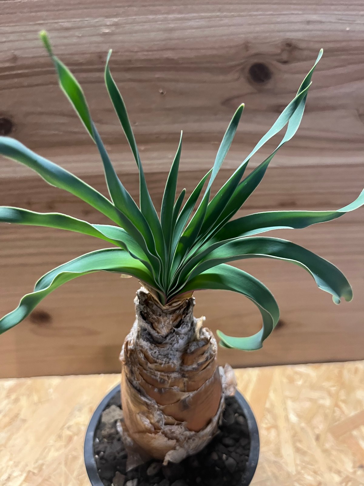 ブーファン ディスティチャ | GREEN LUCK