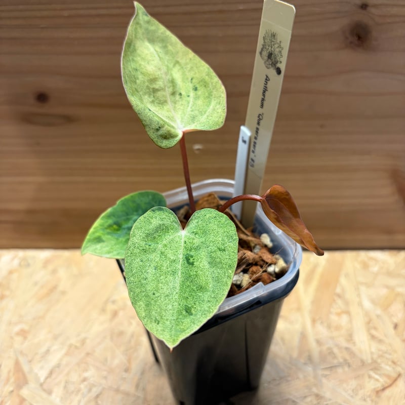 アンスリウム ケ セラ セラ | GREEN LUCK