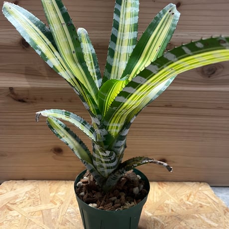 エクメアチャンティニー | STORES