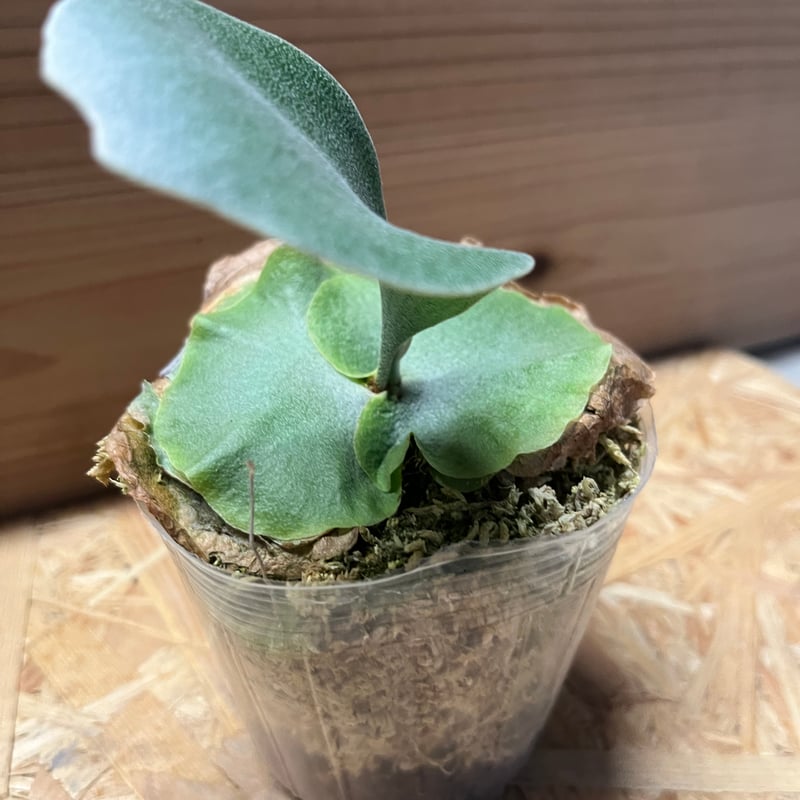 ビカクシダ ホエール スパウト | GREEN LUCK