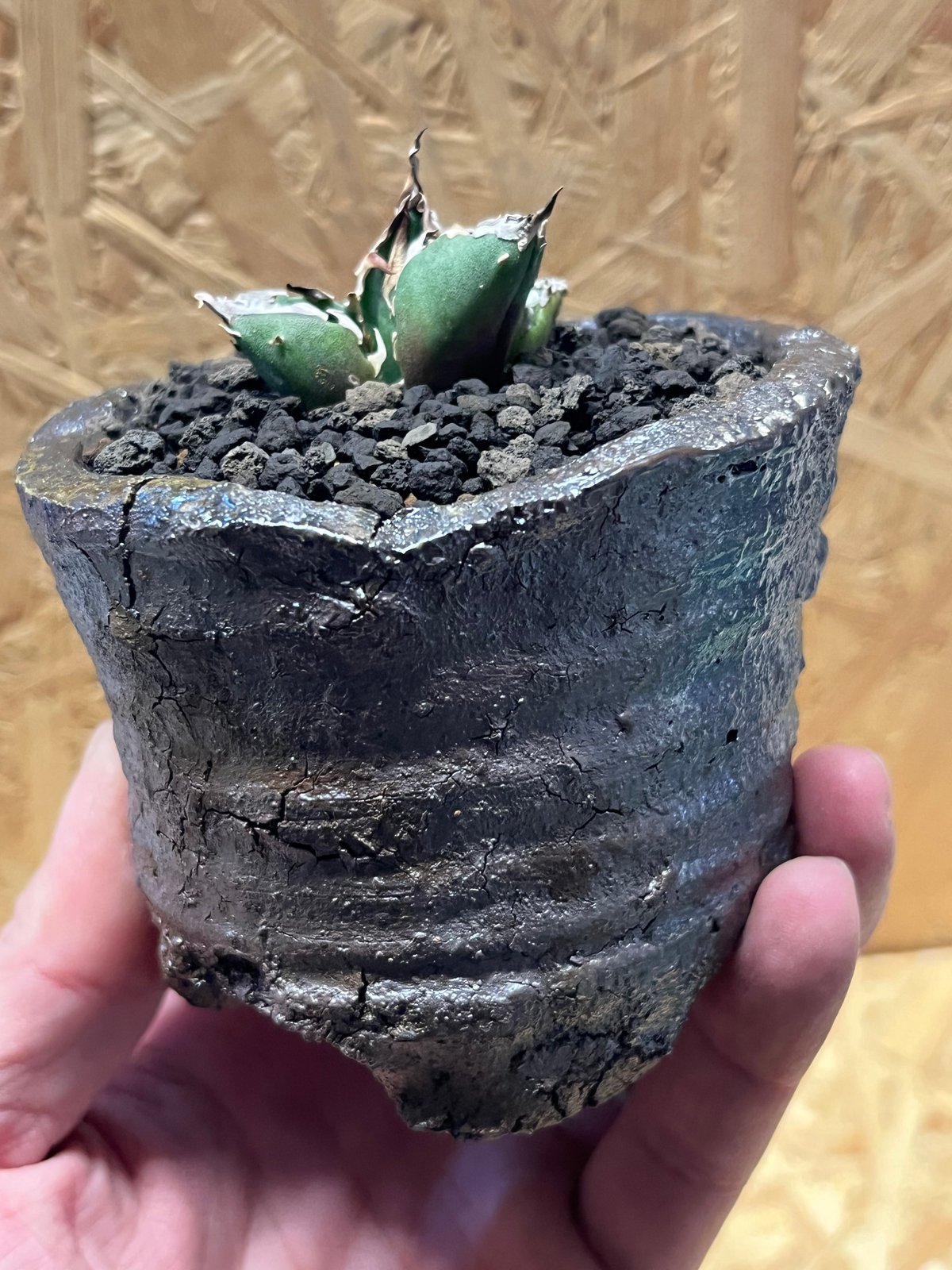 【極上品】 アガベ 金鯨 チタノタ　大株 アガベ チタノタ 金鯨 | GREEN LUCK