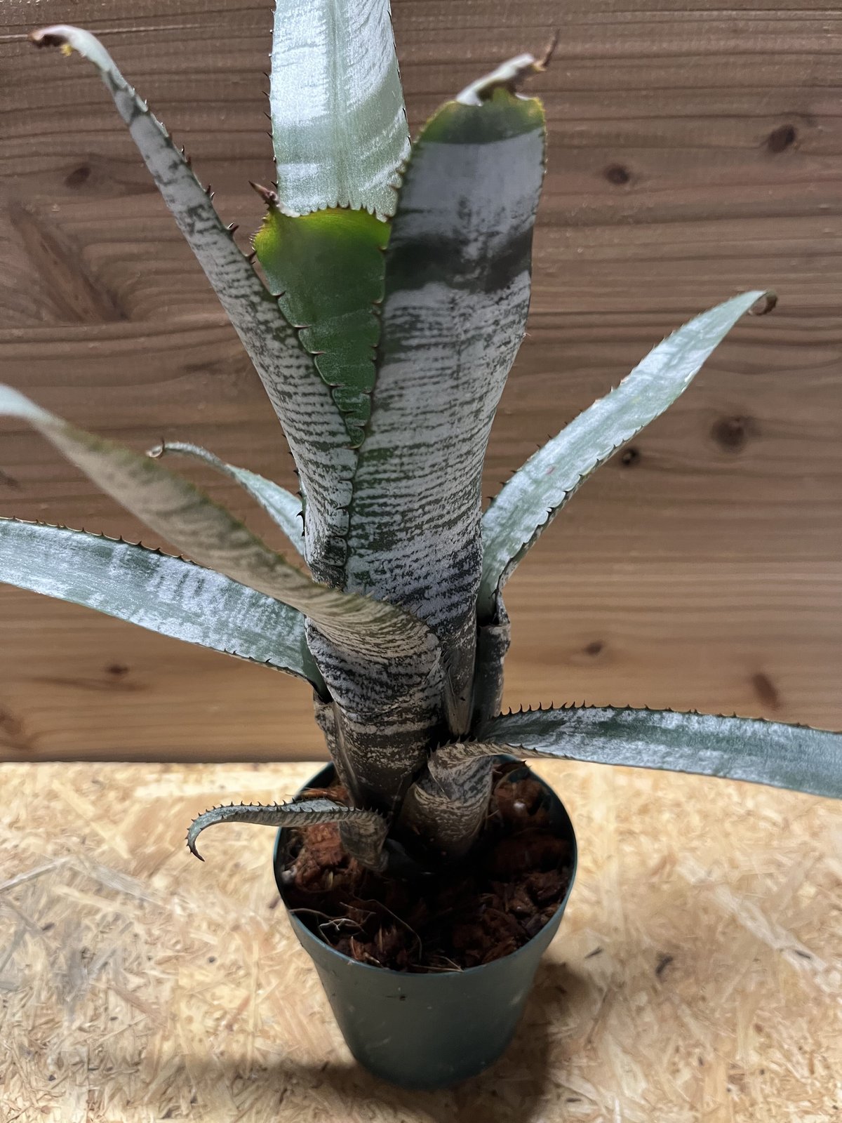 エクメア ヌディカウリス シルバーストリーク | GREEN LUCK