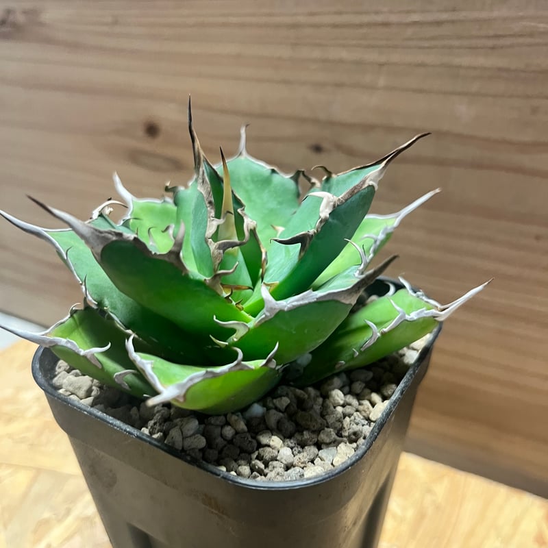 アガベ チタノタ 'ハデス' | GREEN LUCK