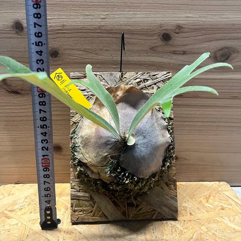 ビカクシダ E-1 スポア | GREEN LUCK