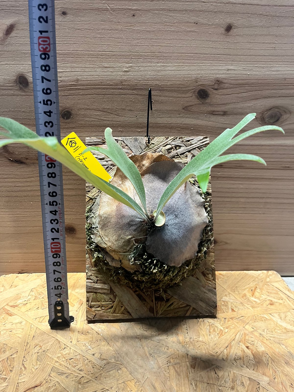 ビカクシダ E-1 スポア | GREEN LUCK