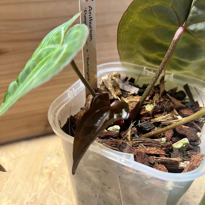 アンスリウム パンプキンスパイス×レッドクリスタル | GREEN LUCK