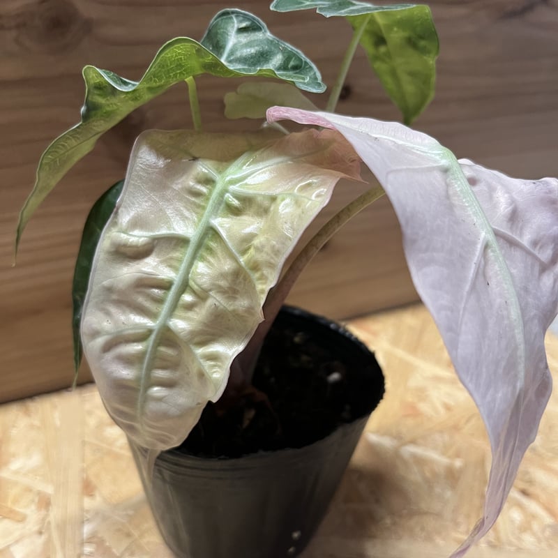 アロカシア　アマゾニカ　オーレア アロカシア アマゾニカ オーレア M】アロカシア アマゾニカ/Alocasia