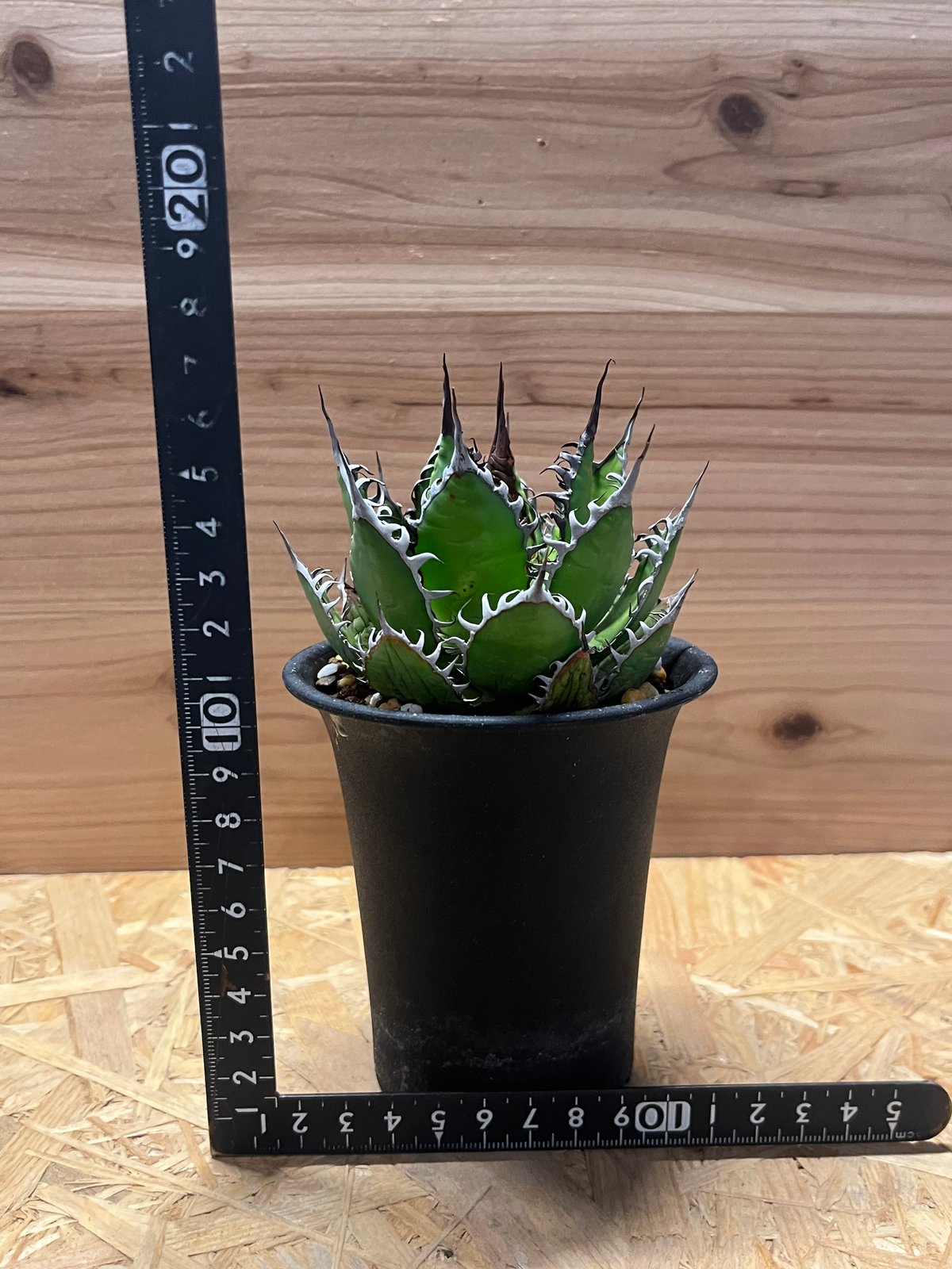 アガベ ホリダ | GREEN LUCK