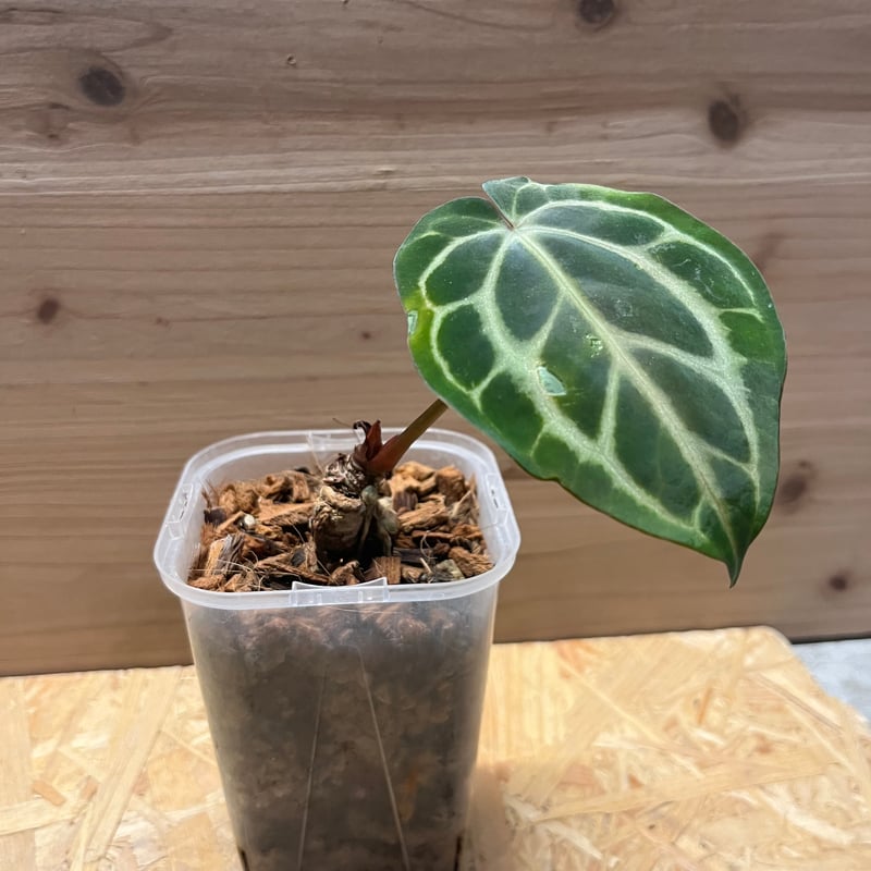 アンスリウム ベッセアエ | GREEN LUCK