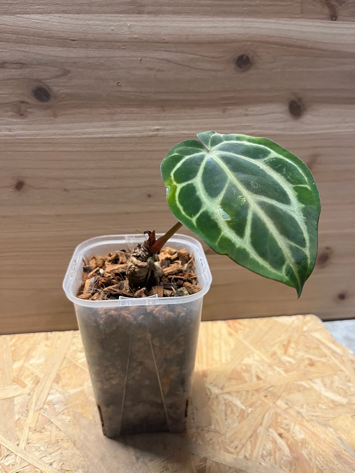 アンスリウム ベッセアエ | GREEN LUCK