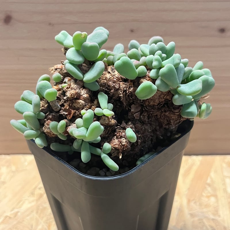 ケラリア ピグマエア | GREEN LUCK