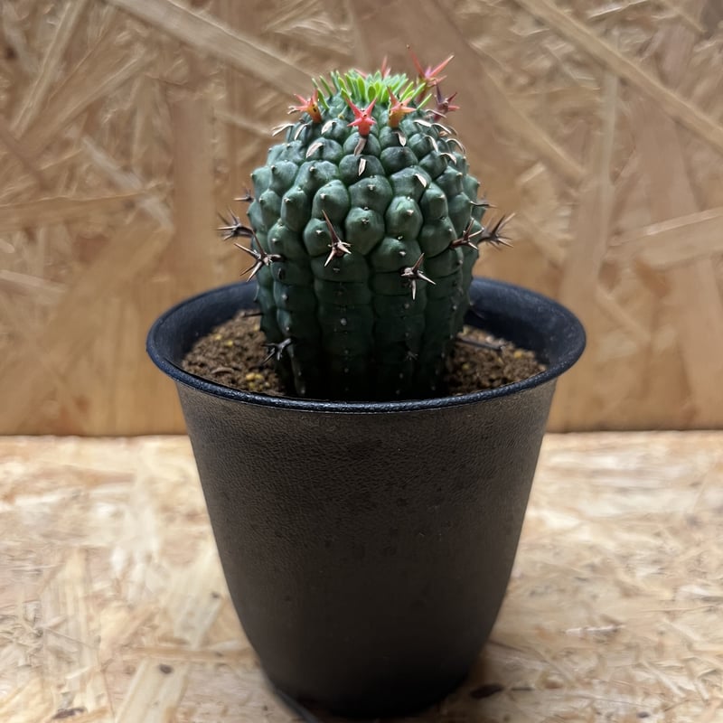 群生冠 ユーフォルビア ユーフォルビア群星冠の基本情報・育て方｜多肉植物・サボテン
