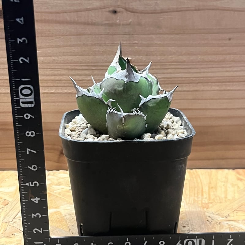 アガべ チタノタ '白犀牛' | GREEN LUCK