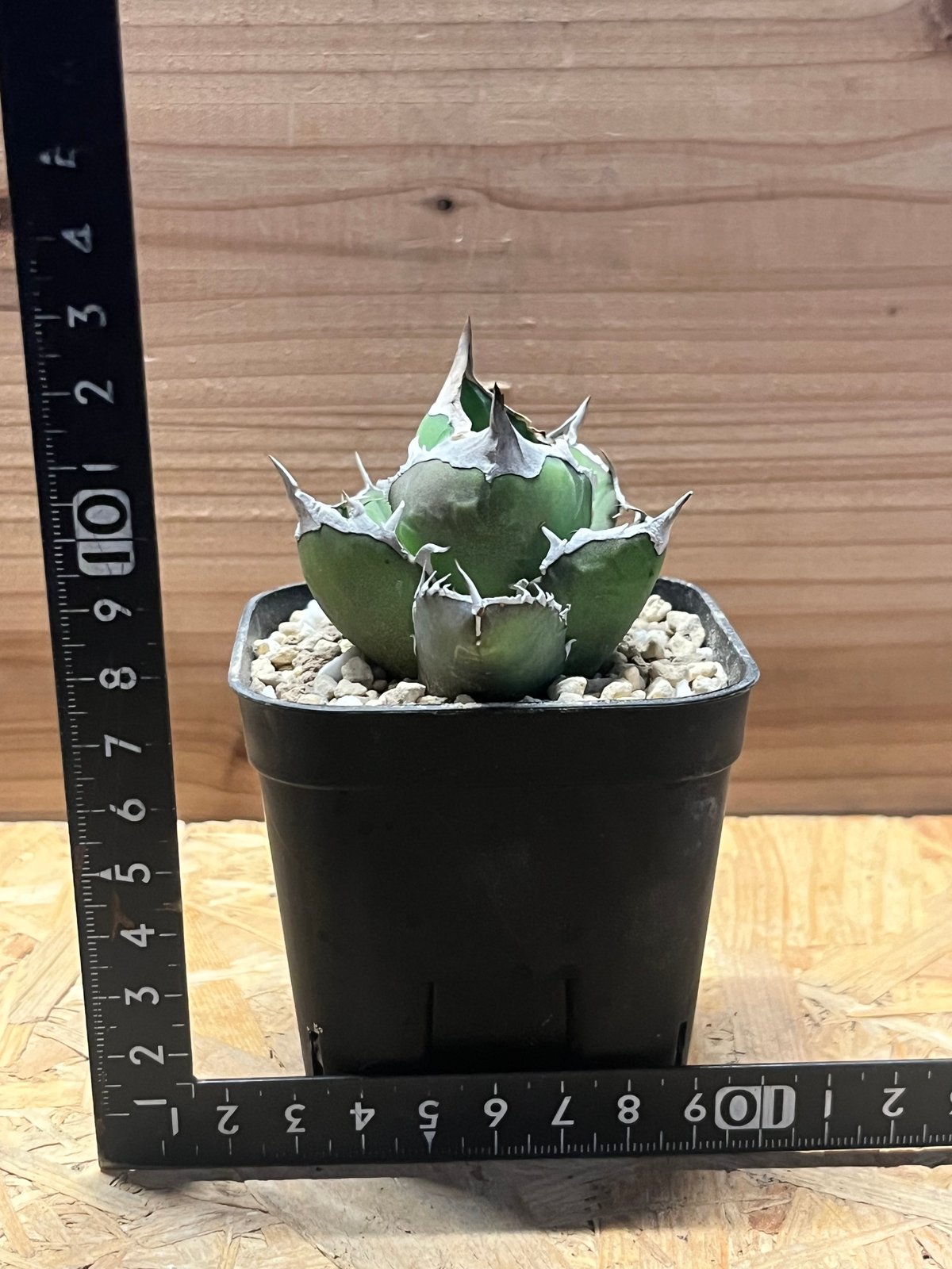 アガべ チタノタ '白犀牛' | GREEN LUCK