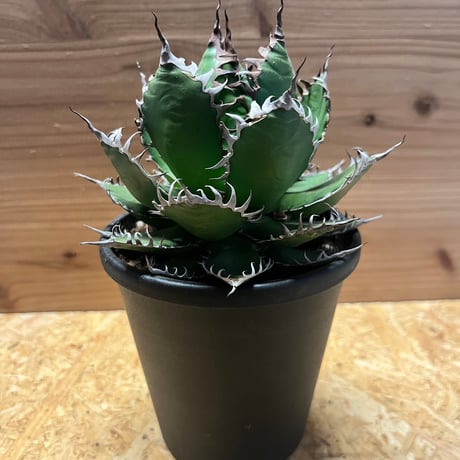 アガベ ホリダ ギルベイ 希少 活着済み ホリダ・ギルベイ – ROUKA