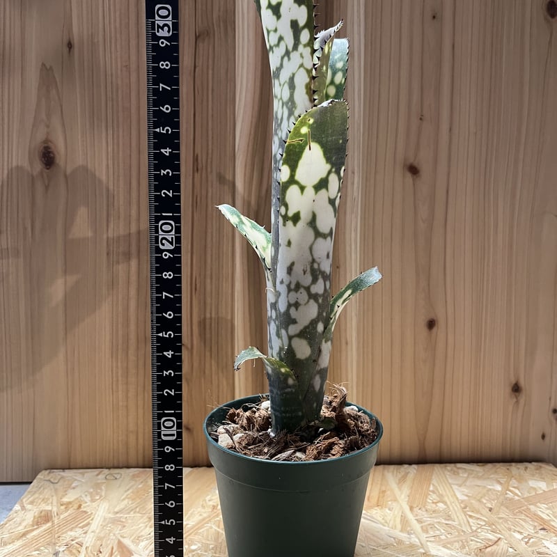 ビルベルギア メリーモナーク Billbergia ビルベルギア メリーモナーク | GREEN LUCK