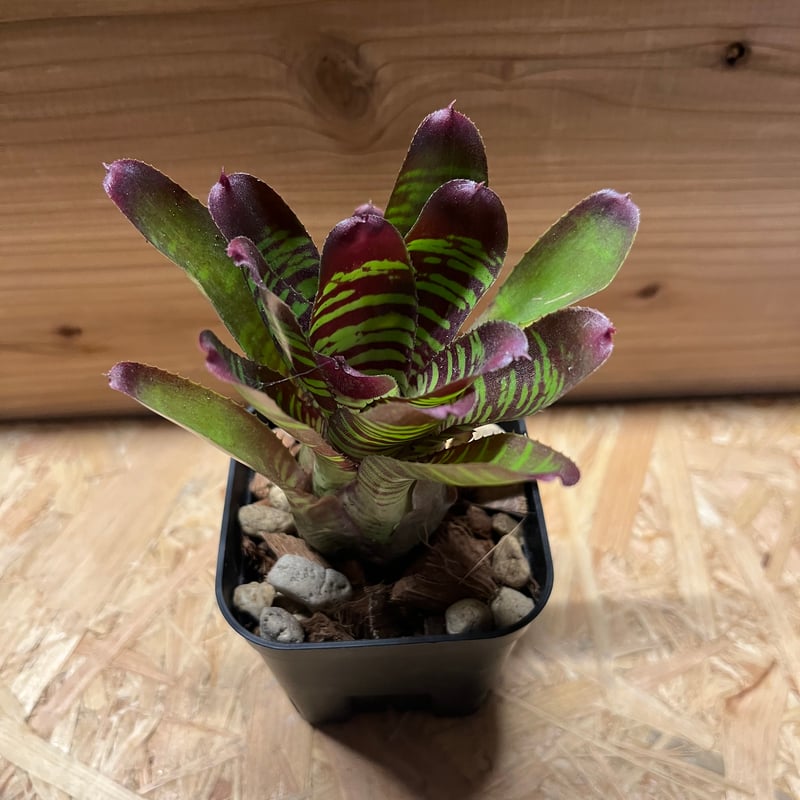 ネオレゲリア レイマヌ | GREEN LUCK