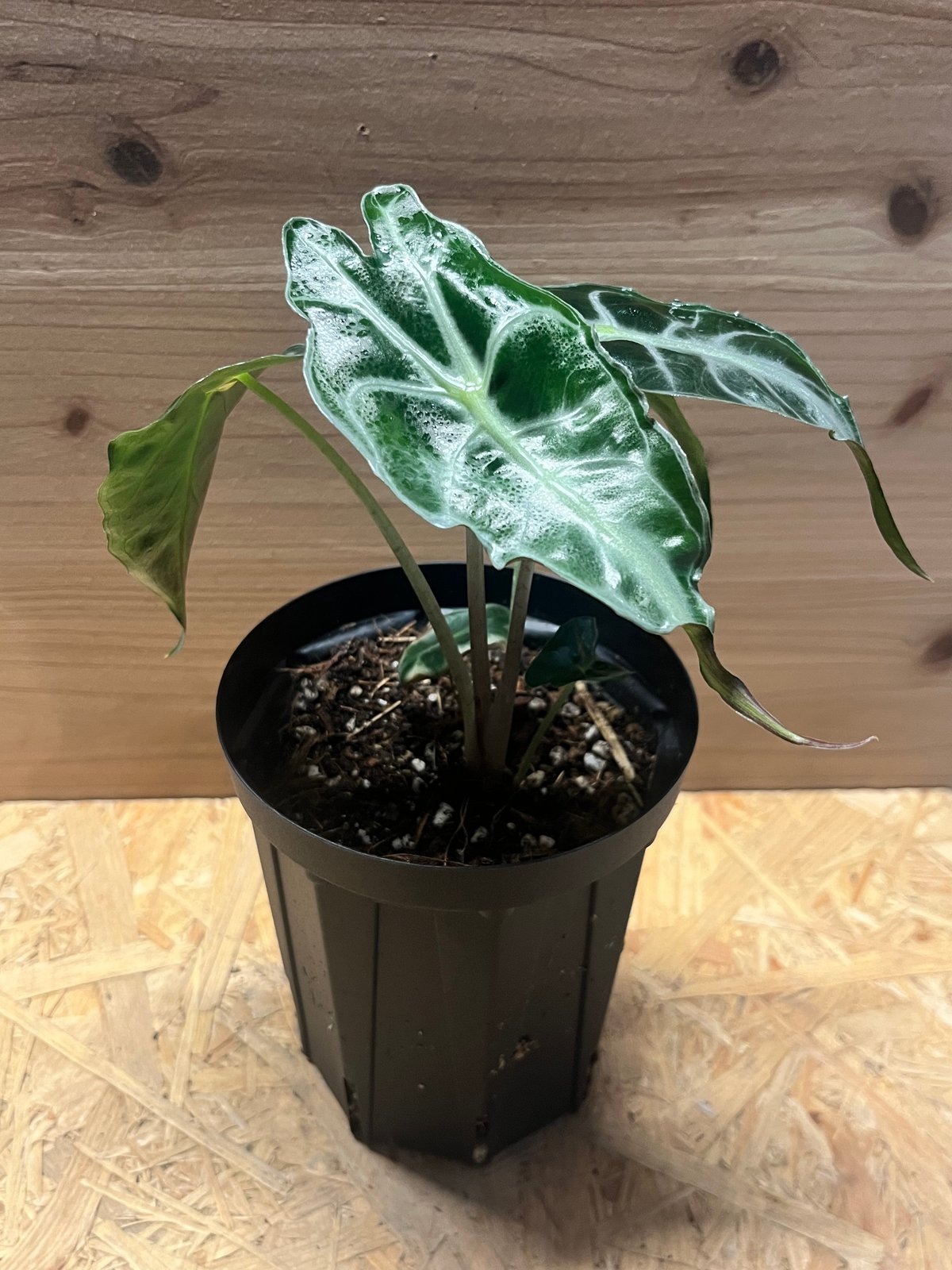 アロカシア ベノム | GREEN LUCK