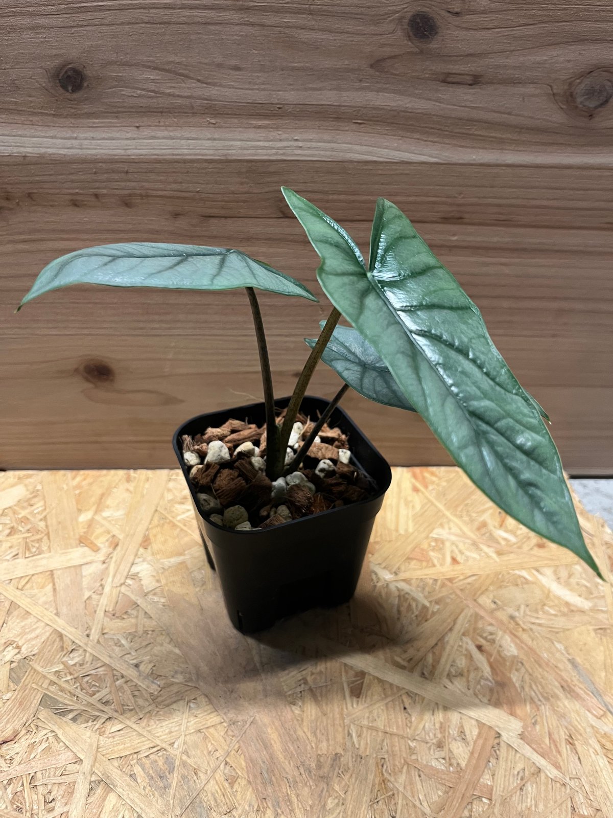 アロカシア メタリックブルー | GREEN LUCK