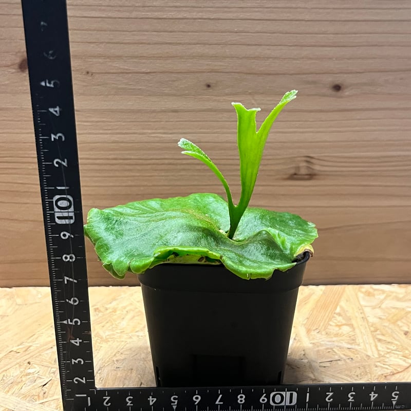 M ビカクシダ養生板 13枚セット S size 着生板 【 HB-13W1 】 ビカクシダ コウモリラン 板付け