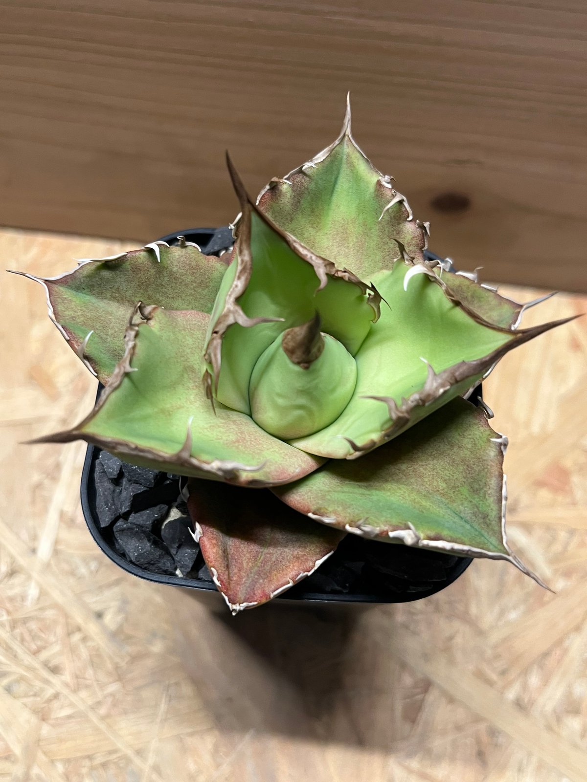 アガベ チタノタ グリフィン | GREEN LUCK