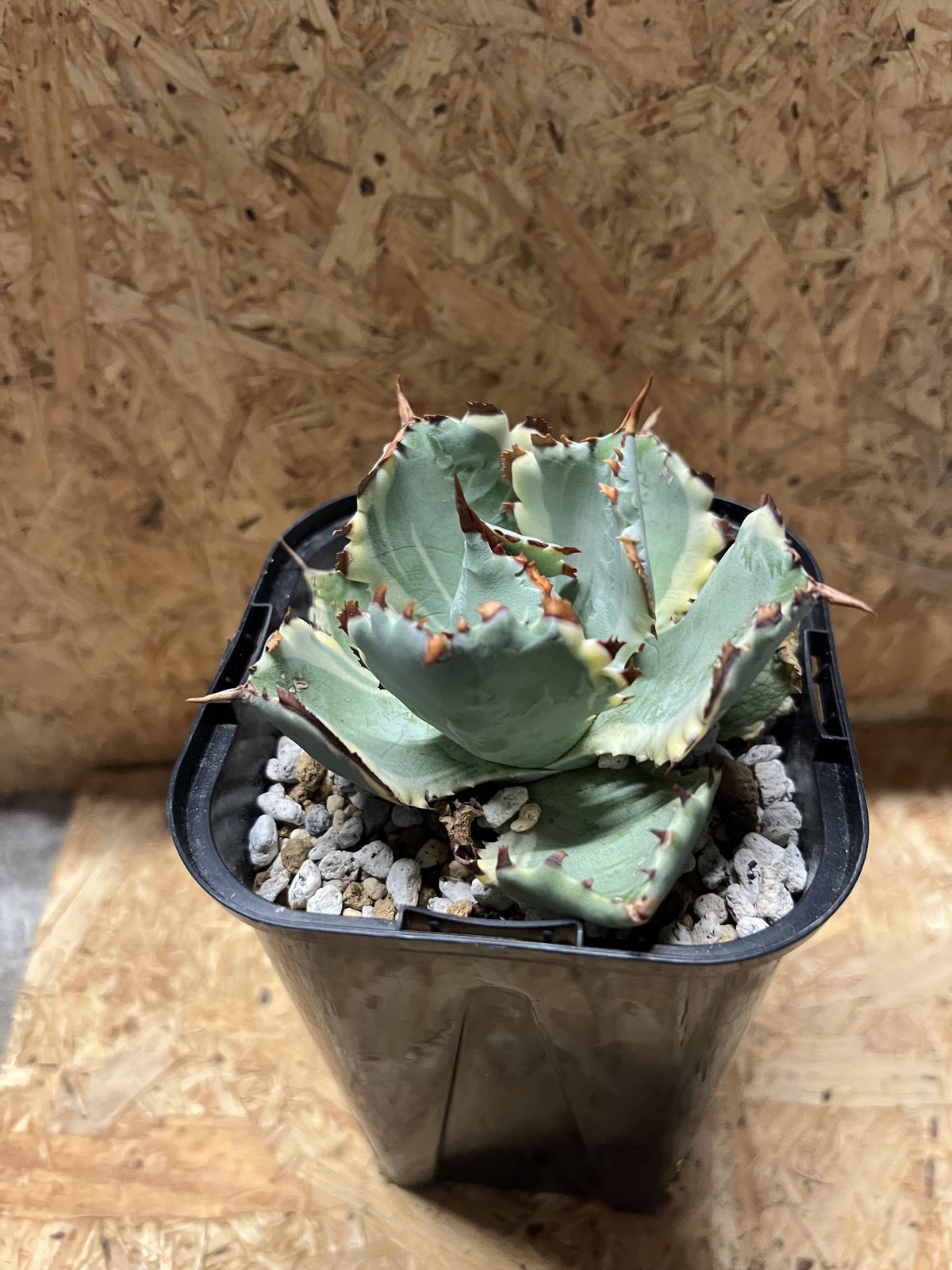 アガベ カブトガニ錦 連棘タイプ | GREEN LUCK