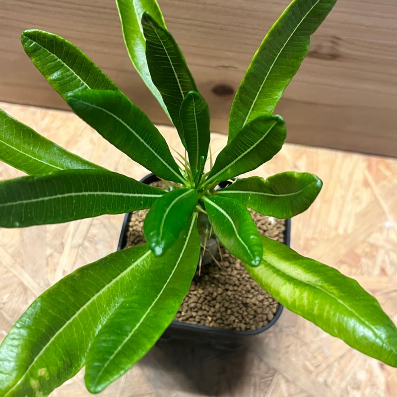 希少 パキポディウム アンボンゲンセ 観葉植物 パキポディウム アンボンゲンセ | GREEN LUCK