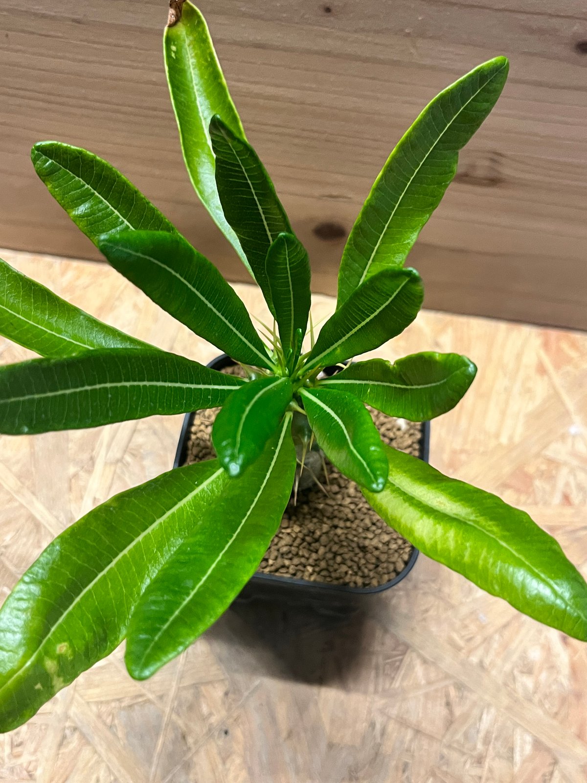 希少 パキポディウム アンボンゲンセ 観葉植物 パキポディウム アンボンゲンセ | GREEN LUCK
