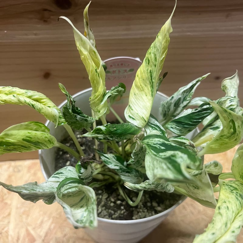 ポトス テルノラブソング | GREEN LUCK