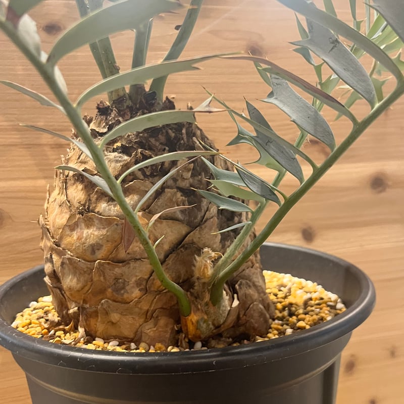 エンセファラルトス ホリダス | GREEN LUCK