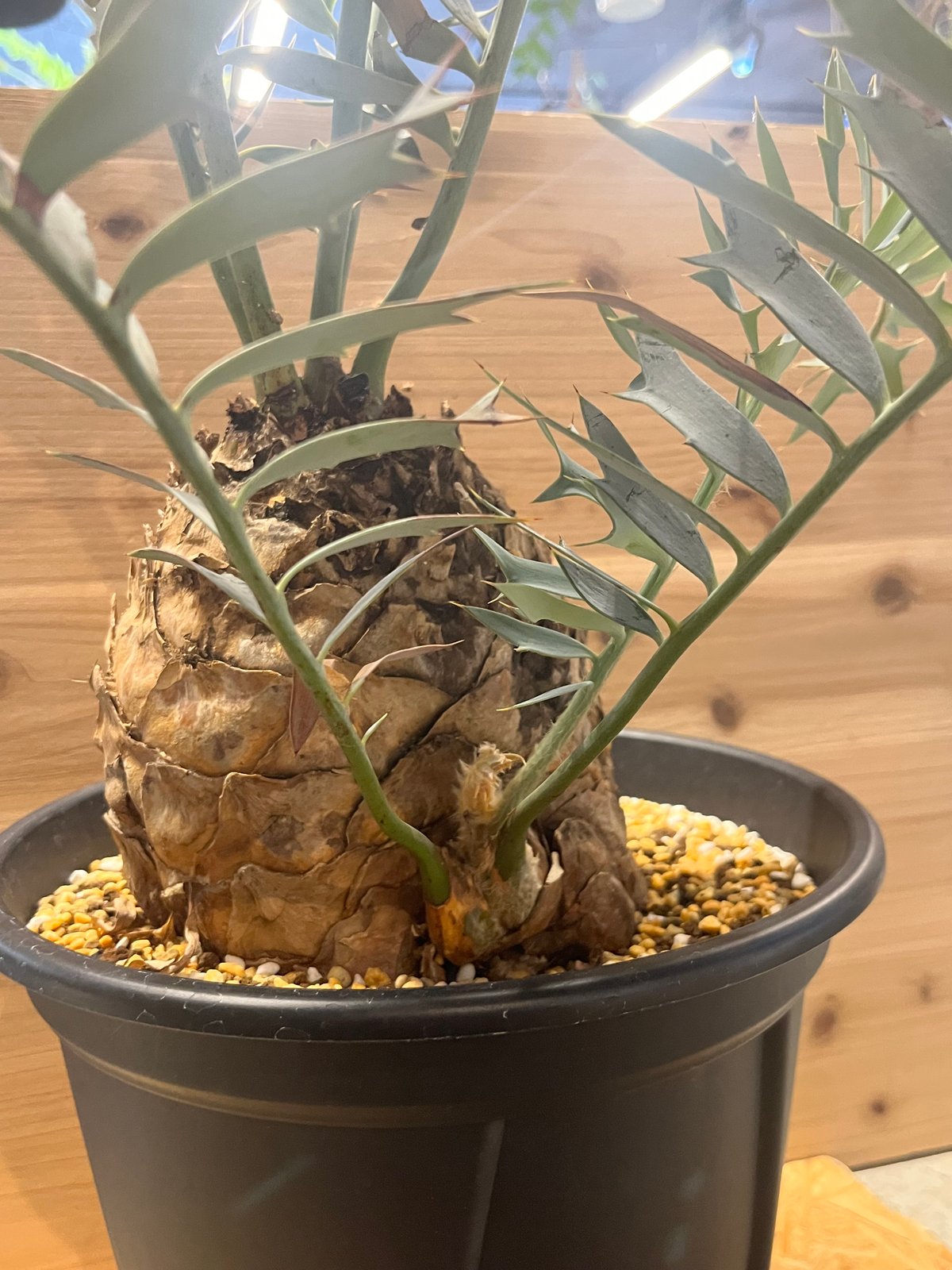 エンセファラルトス ホリダス | GREEN LUCK