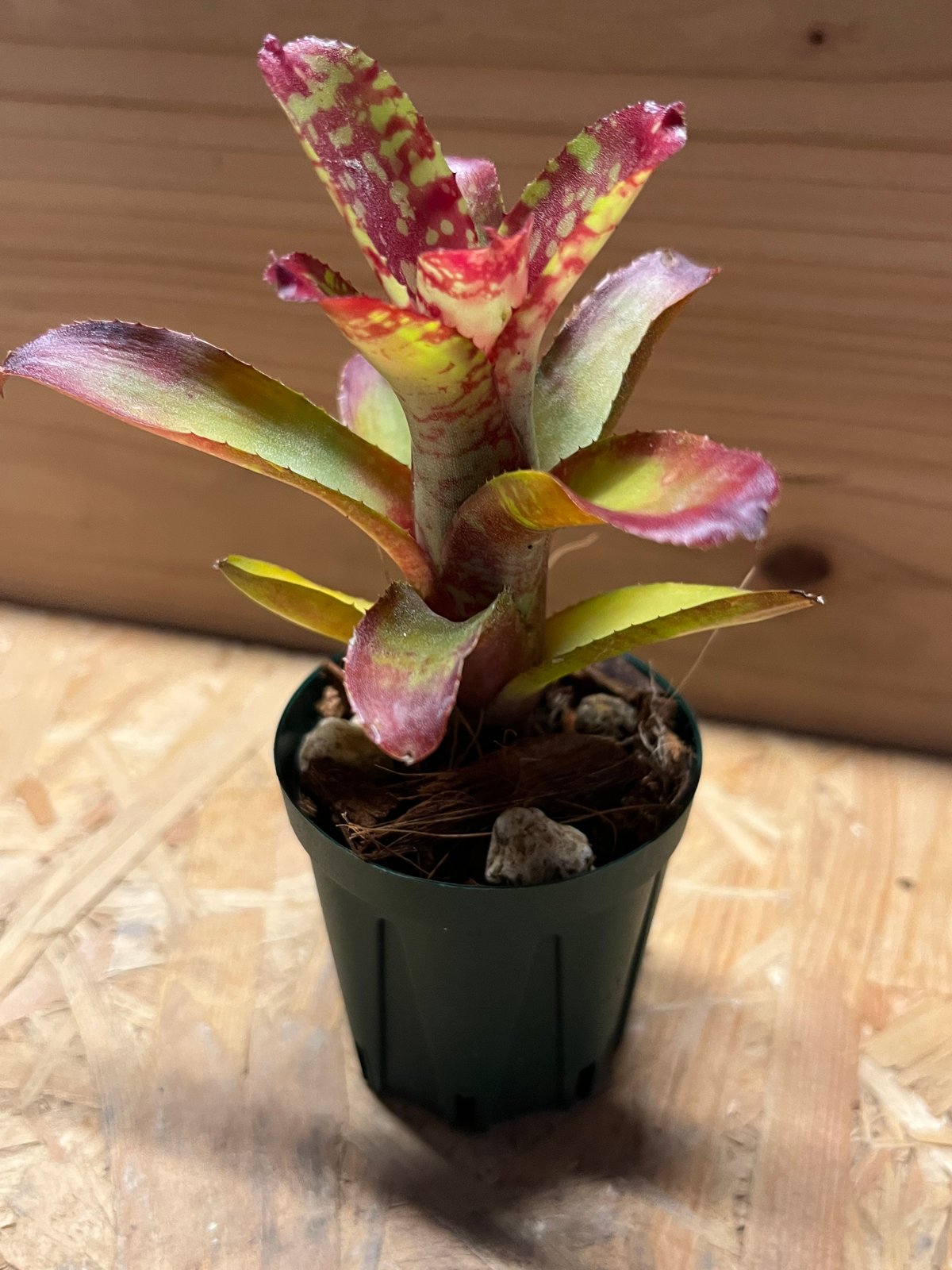 Neoregelia 'Hyena'〔ネオレゲリア〕現品発送N0611 Neoregelia 'Hyena'〔ネオレゲリア〕現品発送N0611