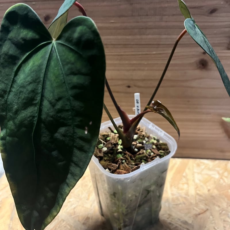 アンスリウム sp.nov DF×エースオブスペード | GREEN LUCK