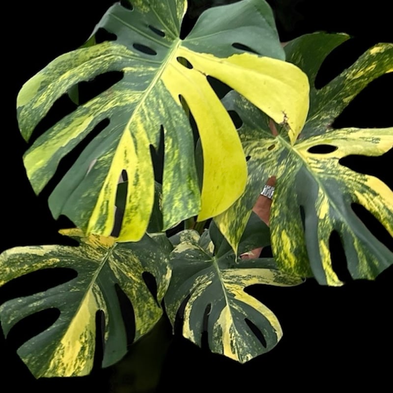 モンステラ デリシオーサ イエローマリリン | GREEN LUCK