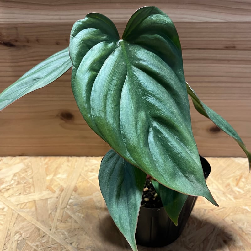 フィロデンドロン sp.コロンビアシルバー | GREEN LUCK