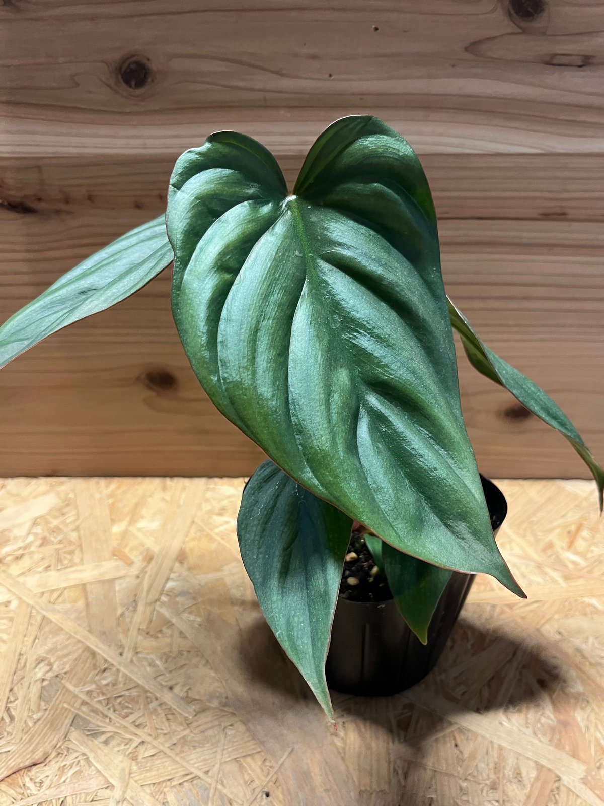 124 sp Colombia コロンビア　フィロデンドロン Philodendron SP Colombia Platinum – Unique Plant