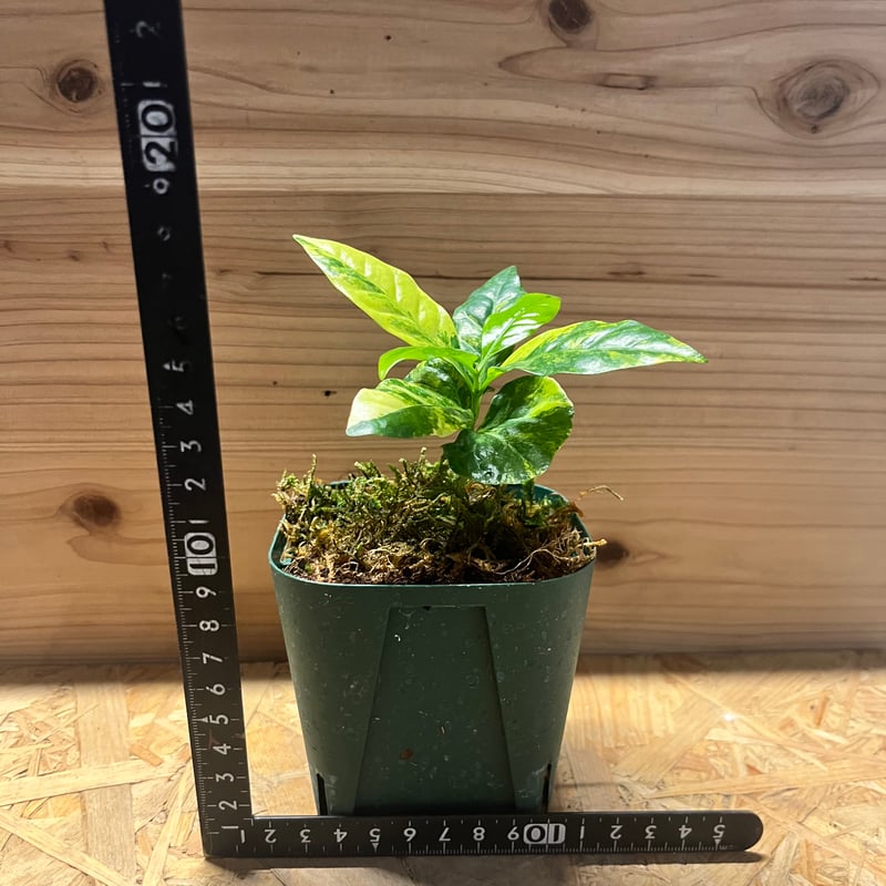 コーヒーの木 斑入り | GREEN LUCK
