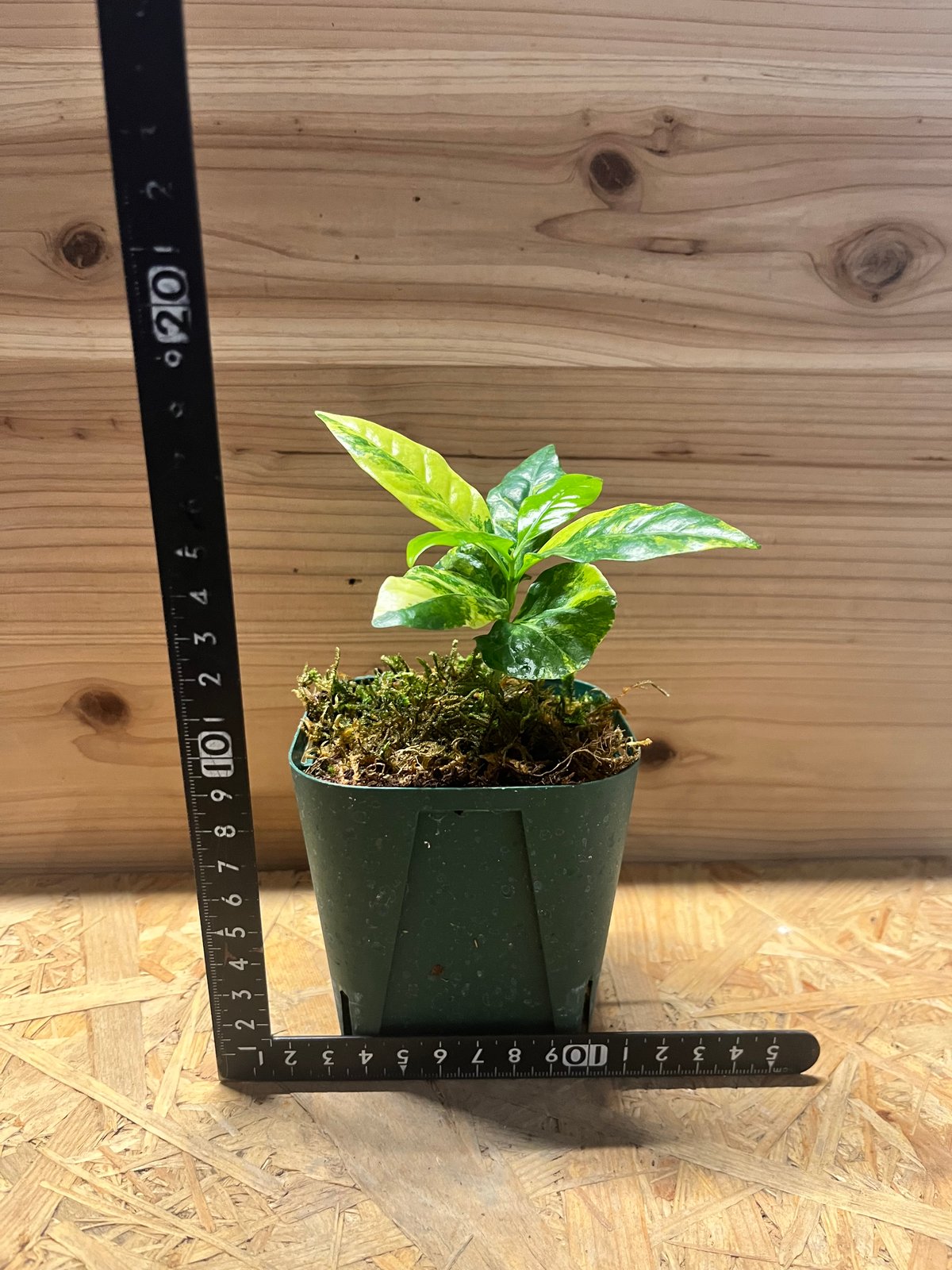 コーヒーの木 斑入り | GREEN LUCK